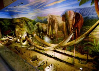 Museum Sangiran (sumber: Disporapar Jawa Tengah)