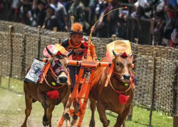 Mengenal Karapan Sapi, Tradisi Balapan Seru Asal Madura (sumber: eMadura)